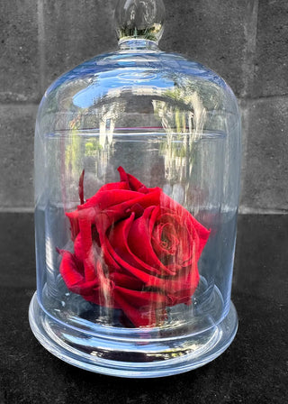 NO. 54. Forever Roses
