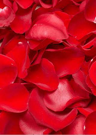 NO. 68. Rose Petals