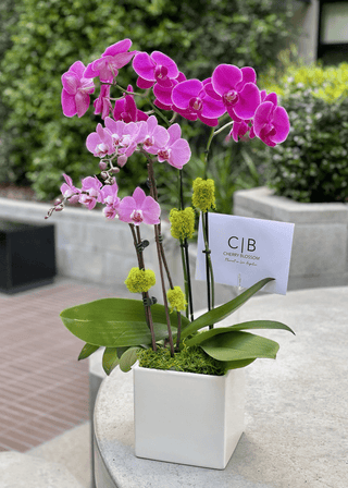 NO. 86. Pink Orchids in Pot