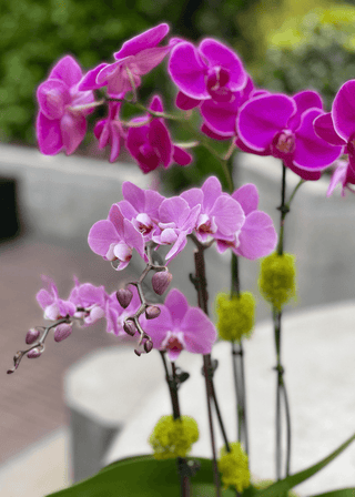 NO. 86. Pink Orchids in Pot