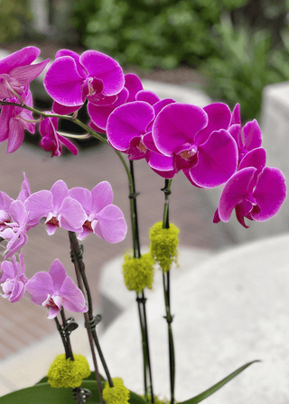 NO. 86. Pink Orchids in Pot