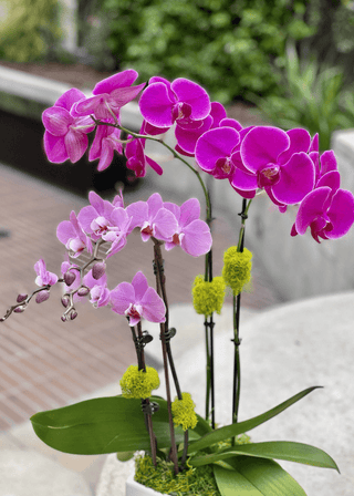 NO. 86. Pink Orchids in Pot