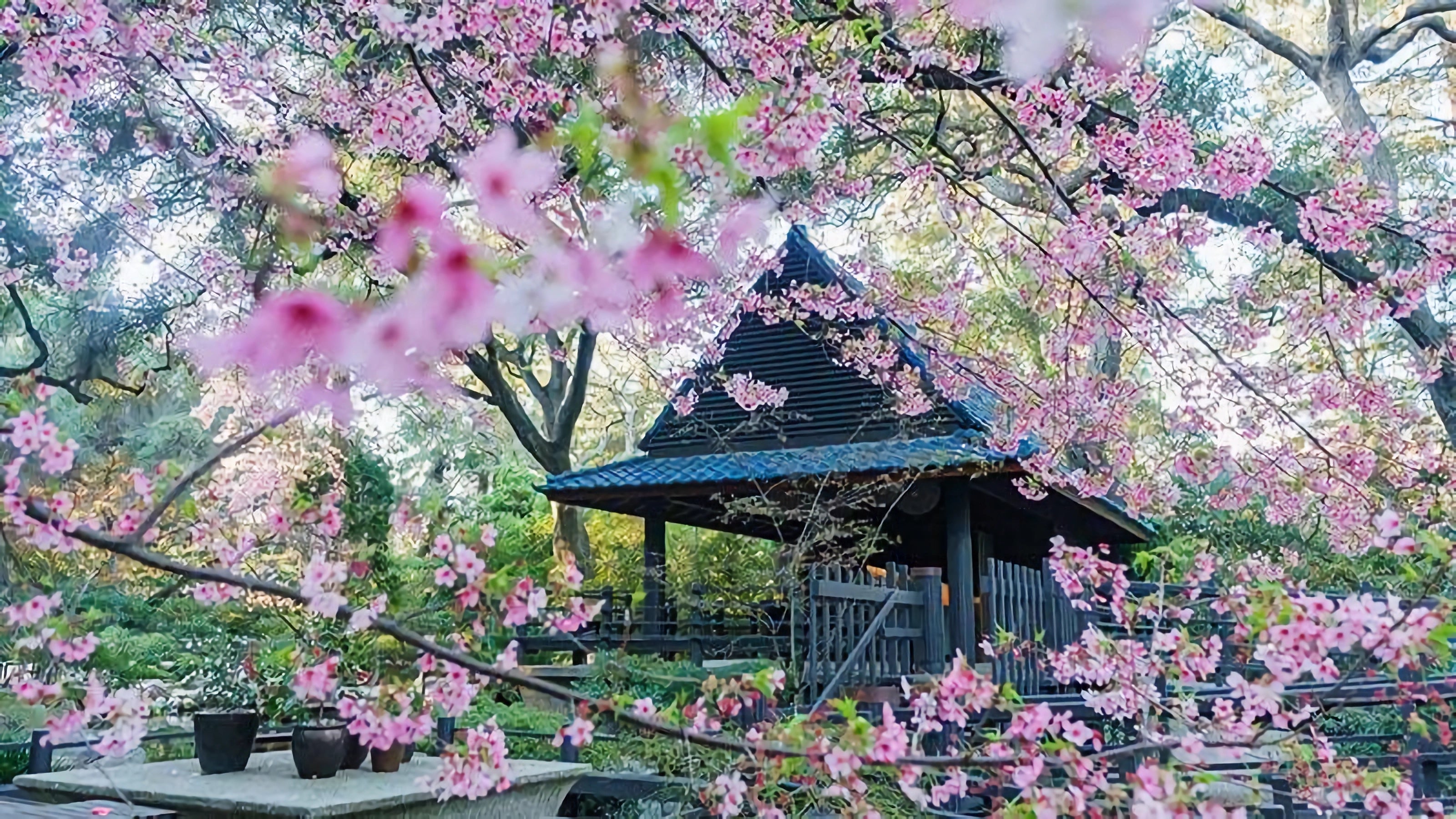 Cherry Blossom Blooming