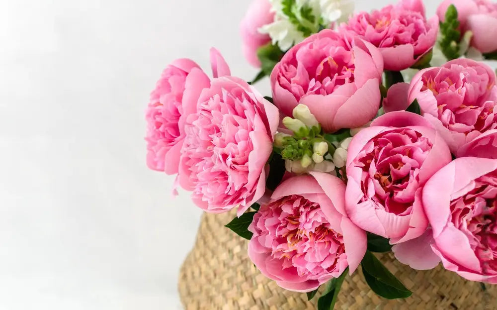 Experience pure elegance with our peony collection. Vibrant blooms and lush petals, perfect for any occasion. Shop now Cherry Blossom flowers