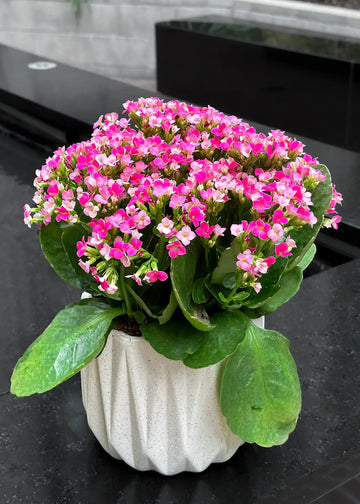 Kalanchoe plant with double pink flowers in a white ribbed pot on a black stone counter, side view