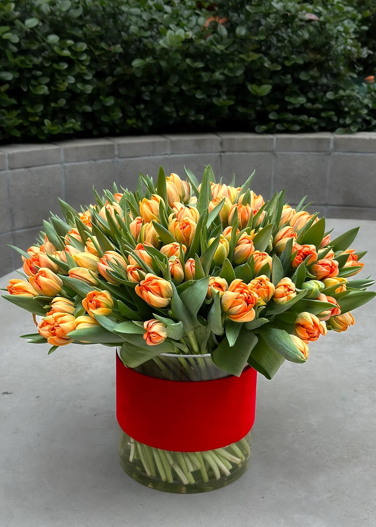 NO. 93. Gorgeous 130 Orange Tulips