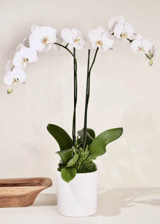 NO. 67. Orchids in Pot