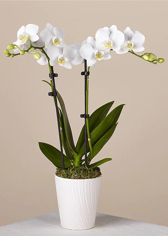 NO. 67. Orchids in Pot
