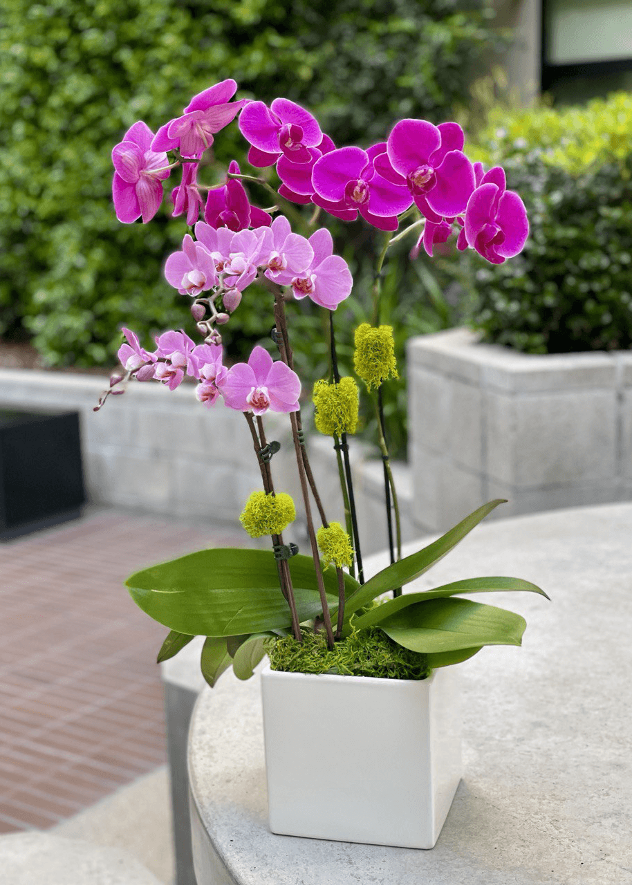orchid potted plant NO. 86. Pink Orchids in Pot